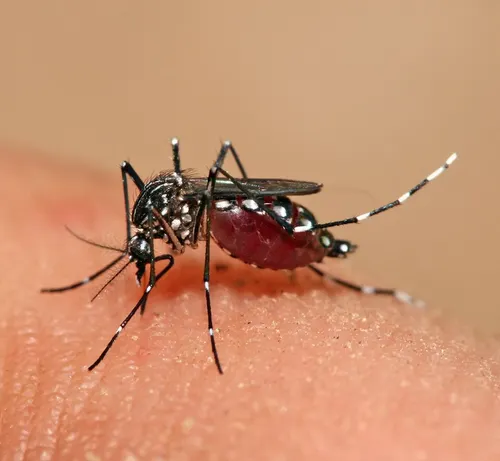 Aedes Mosquitoes
