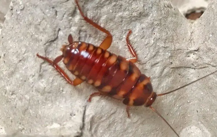 Brown-Banded Cockroach