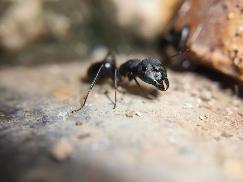 Carpenter ant