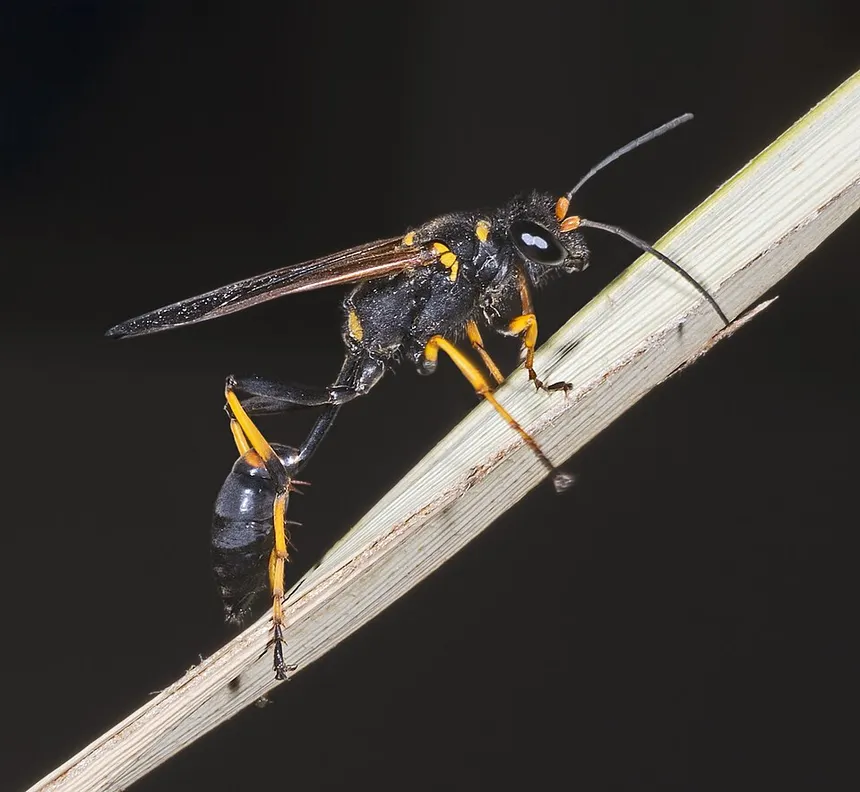 Mud Daubers