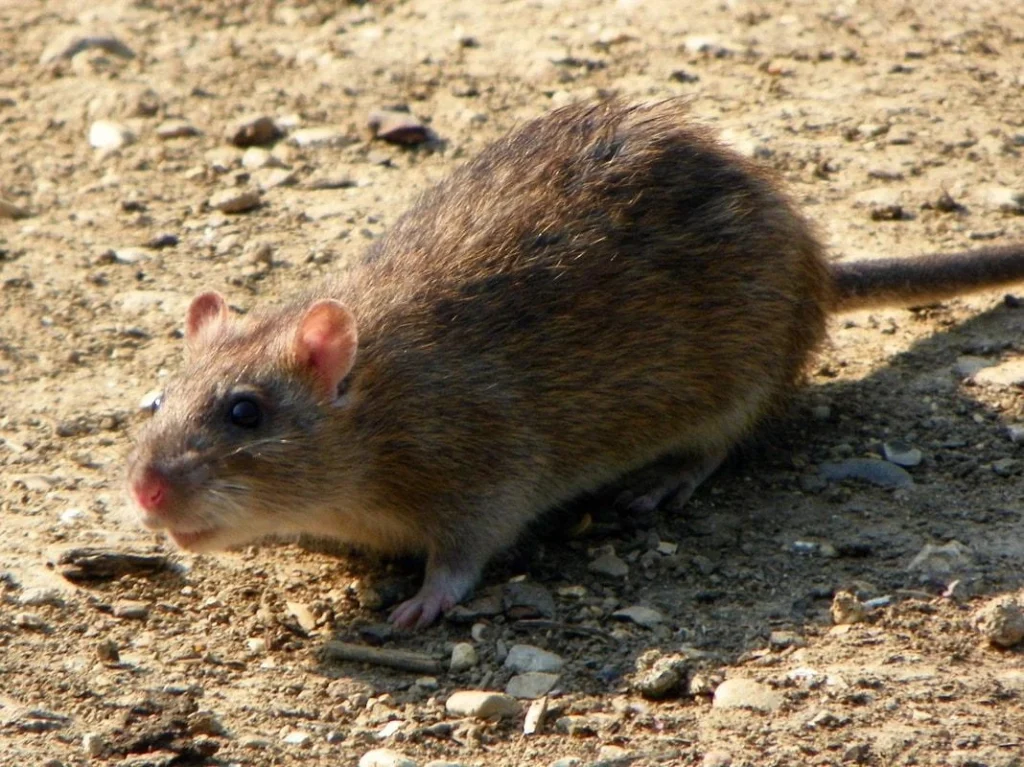 Norway Rat