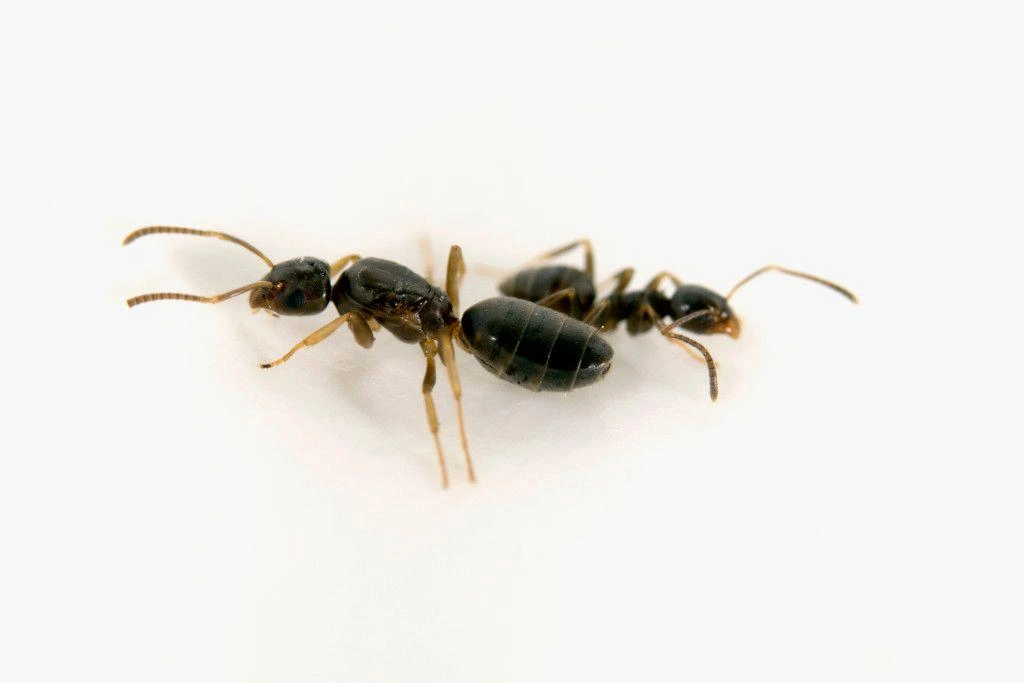 Odorous ant