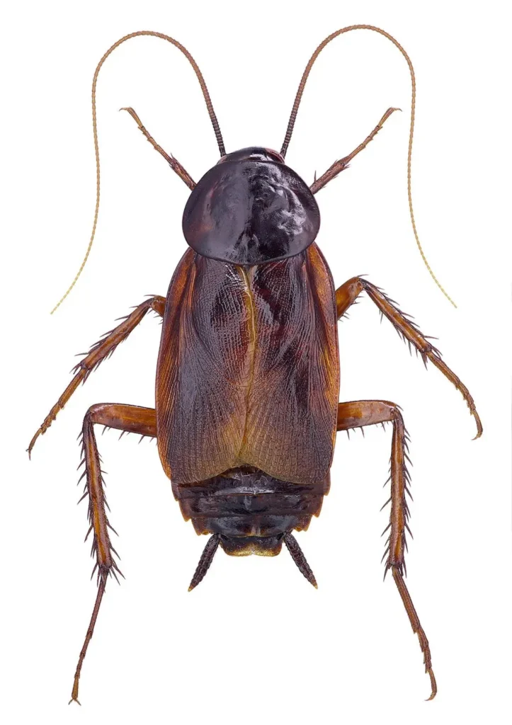 Oriental Cockroach