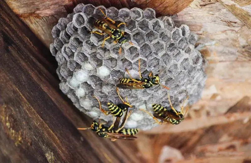 Paper wasp control