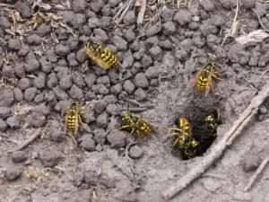 DIY Wasp Nest Removal: Safety Gear, Timing, & Risk Reduction Protocols