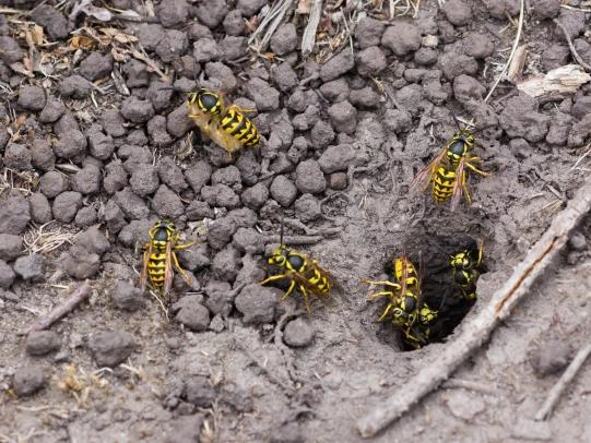 Yellowjackets