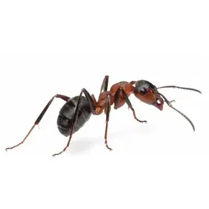 ant