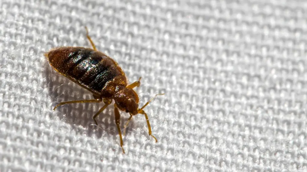 best-bed-bug-service