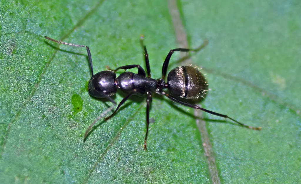 carpenter-ant