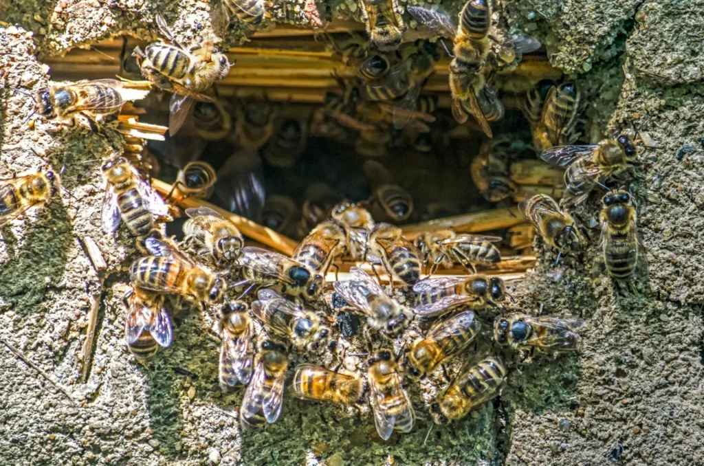 honey bee control