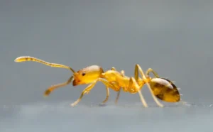 pharaoh-ant
