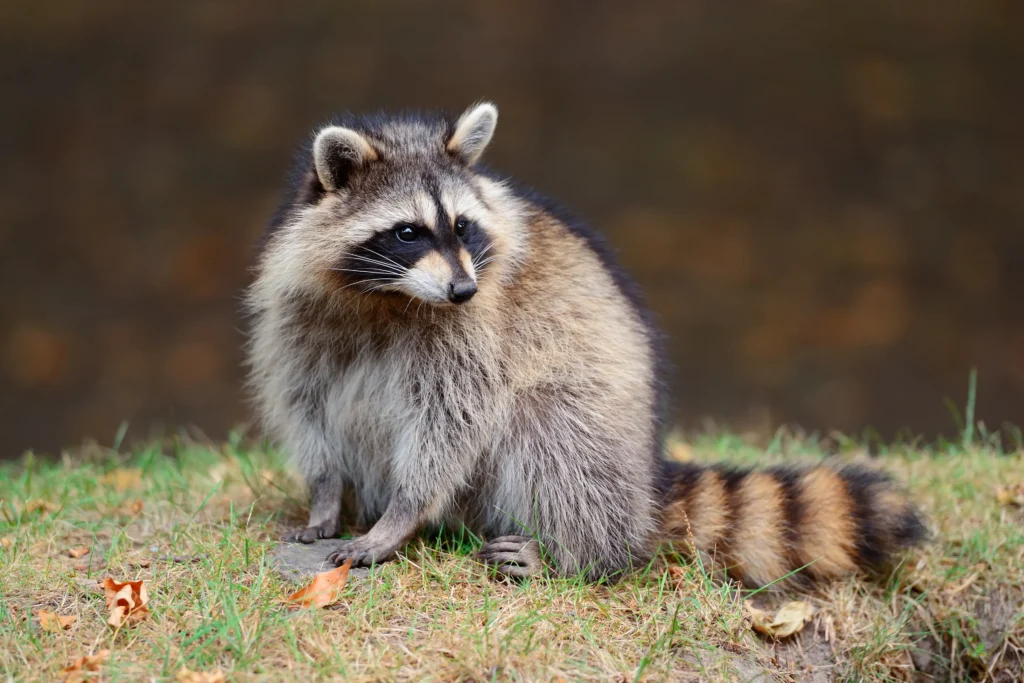 best-raccoon-removal-services