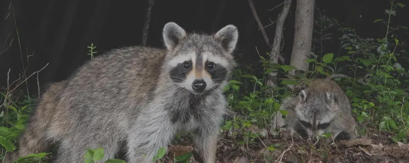 wildlife -pest-control