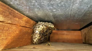 How to Exterminate a Wasp Nest in a Brick Wall Void or Siding