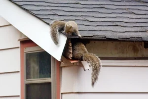 Can a Squirrel Chew Through Wires in the Roof? (Fire Hazards)
