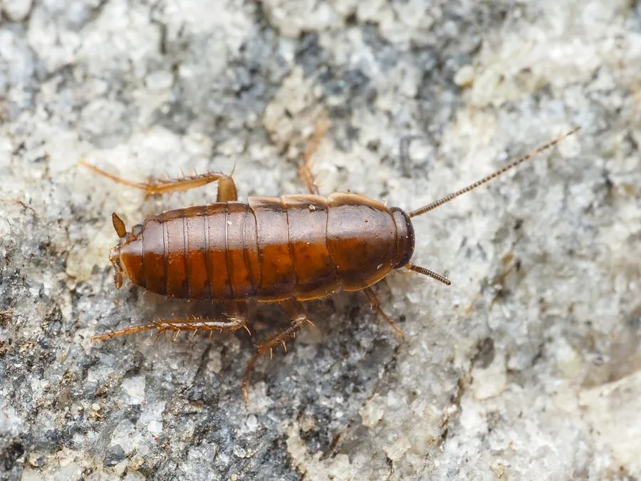 wood cockroach