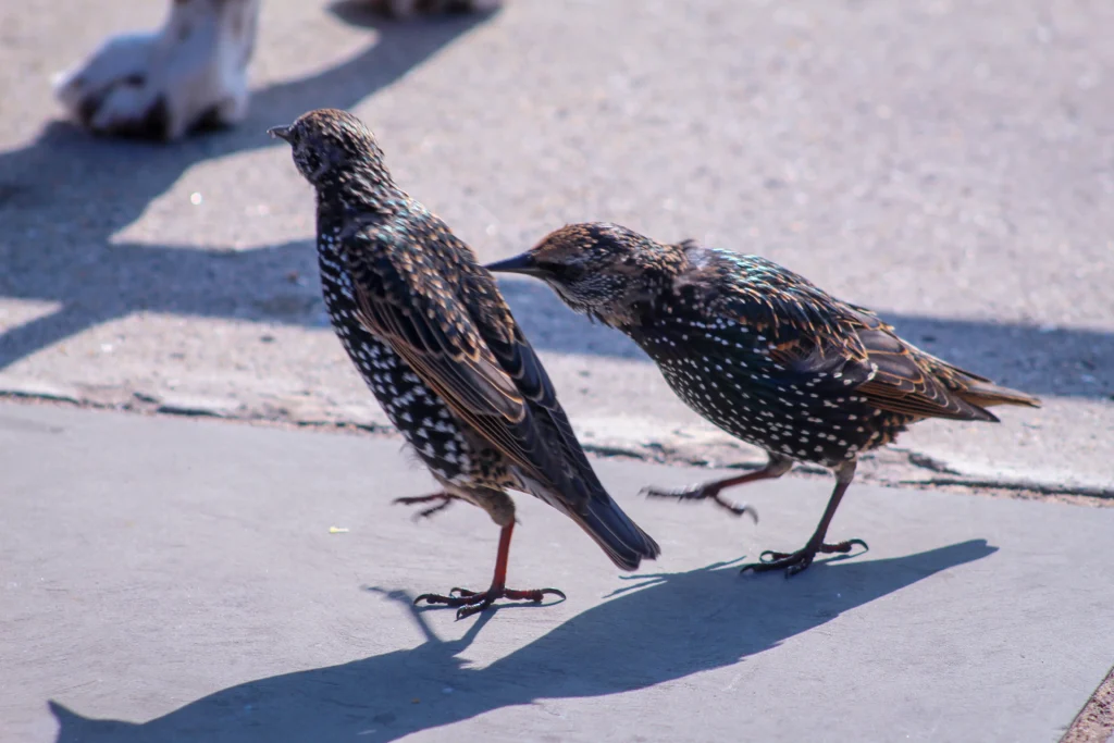 European Starlings