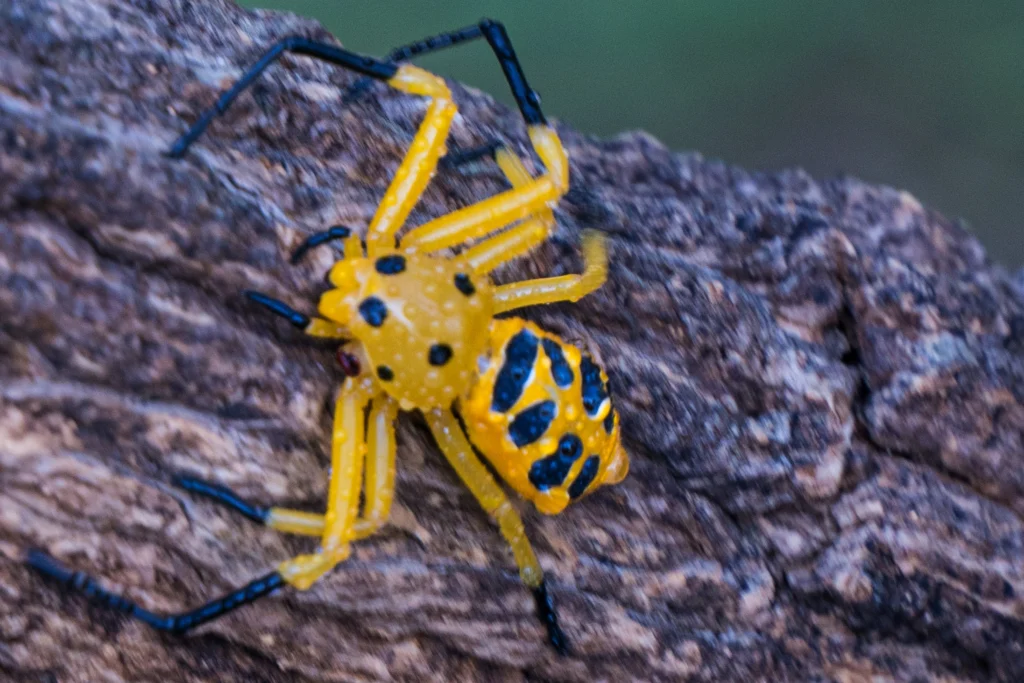 The Yellow Sac Spider