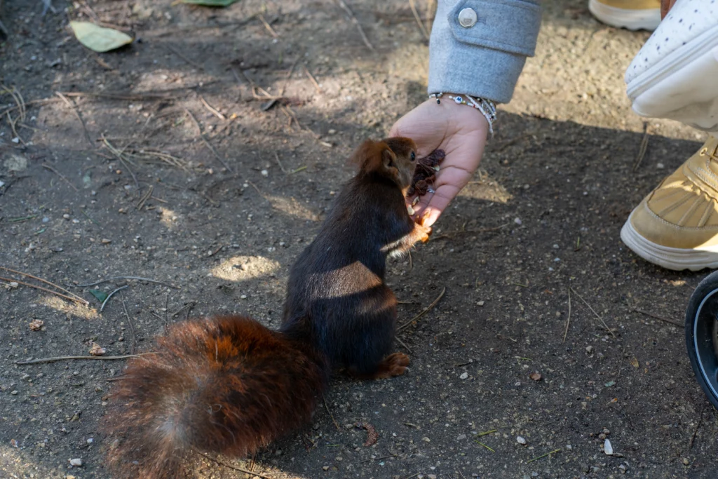 skunk removal